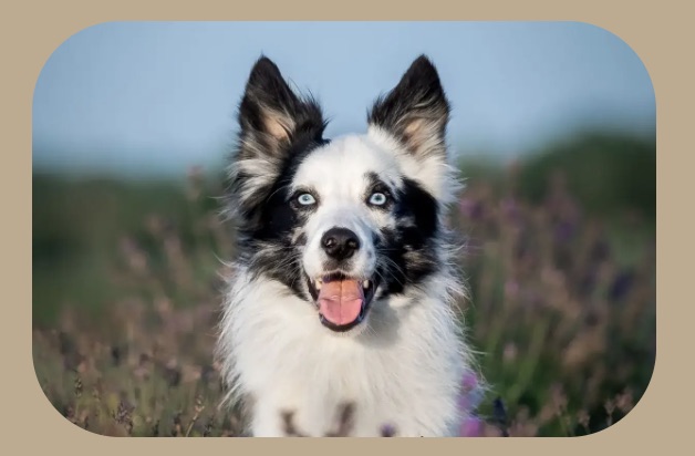 Border Collie atento