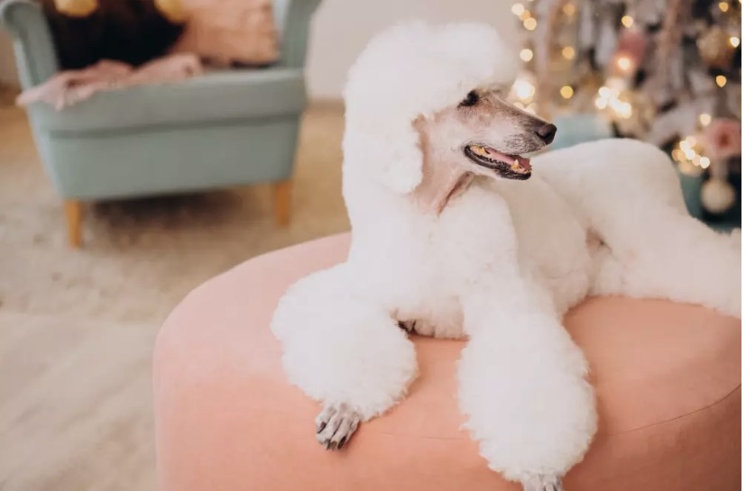 Caniche o Poodle entrenando