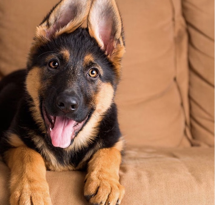 Pastor Alemán obediente
