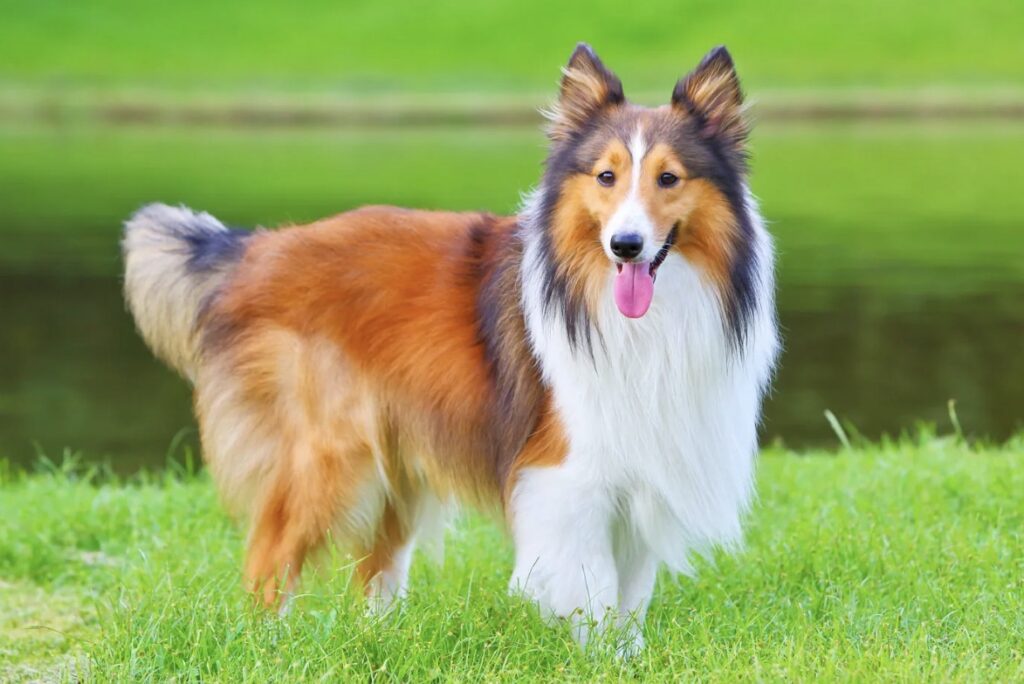 Perros Inteligentes Entrenar en Casa