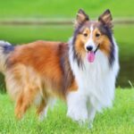 Perros Inteligentes Entrenar en Casa