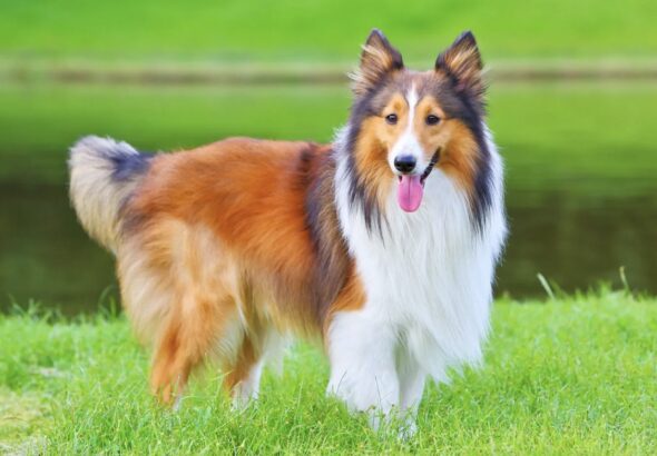 Perros Inteligentes Entrenar en Casa